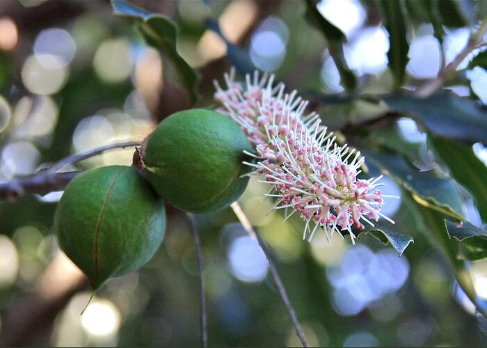 Macadamia Greeting Card featuring the photograph Macadamia Nuts and Flower by Karon Melillo DeVega