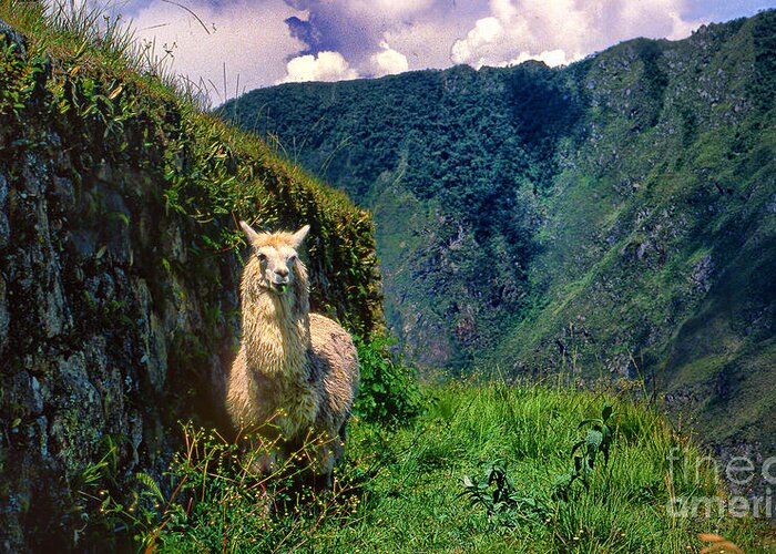 Peru Machu Pichu Lamas Mountains Machu Nostalgia Greeting Card featuring the photograph Machu Pichu Lama by Rick Bragan