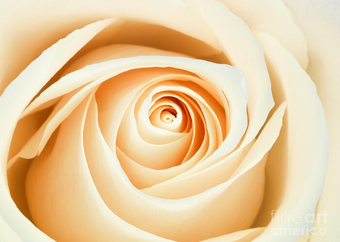 Rose Greeting Card featuring the photograph Macro of a Peach and Pink Rose by Laurent Lucuix