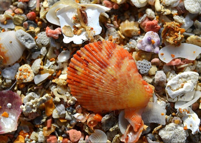 Shell Greeting Card featuring the photograph Macro Shell On Sand by Riad Art