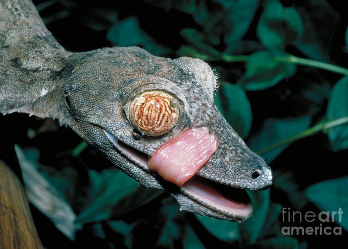 Horizontal Greeting Card featuring the photograph Madagascar Leaf-tailed Gecko by Gregory G. Dimijian