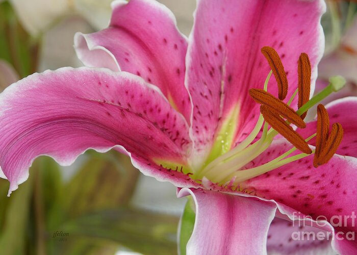 Magenta Tiger Lily Greeting Card featuring the photograph Magenta Tiger Lily by Julianne Felton