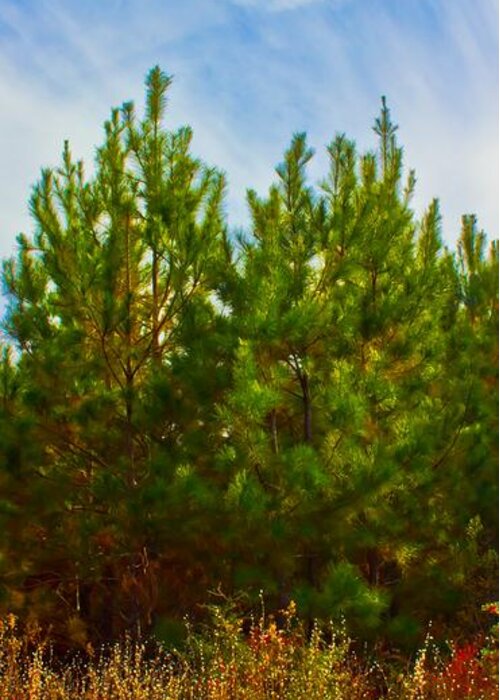 Michael Tidwell Photography Greeting Card featuring the photograph Magical Pines by Michael Tidwell