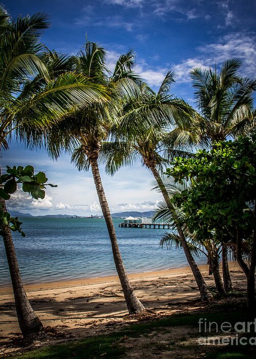 Townsville Greeting Card featuring the photograph Magnetic Island Palms by Perry Webster
