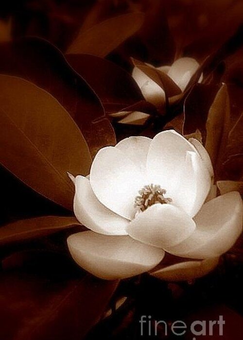 New Orleans Greeting Card featuring the photograph New Orleans Magnolia Beauty by Michael Hoard