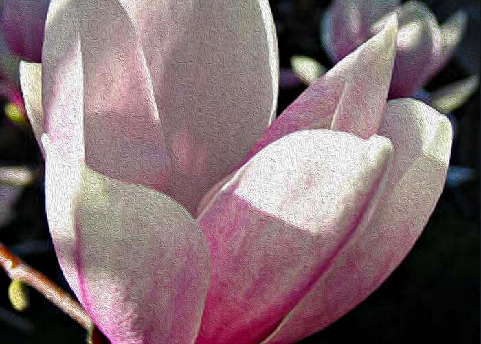 Floral Greeting Card featuring the photograph Magnolia Blossom at sundown by Nina Silver