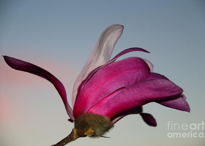 Beautiful Greeting Card featuring the photograph Magnolia Blossom in the Sunset by Amanda Mohler