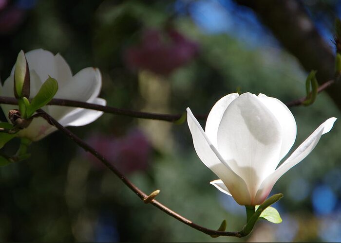 Magnolia Greeting Card featuring the photograph Magnolia Blossoms by Marilyn Wilson
