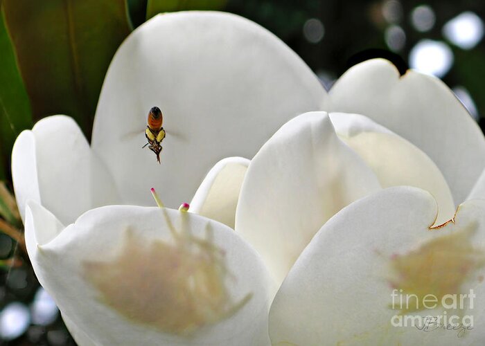 Magnolia Greeting Card featuring the photograph Magnolia Bound Bee by Jennie Breeze