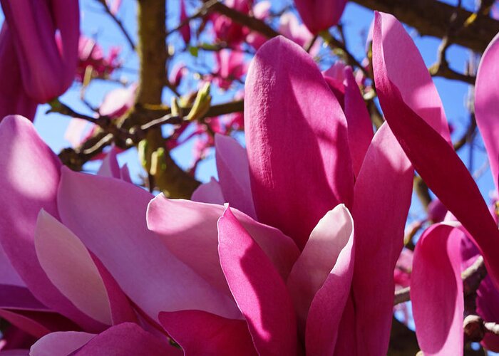Magnolia Greeting Card featuring the photograph Magnolia Flower Art Prints Pink Floral by Patti Baslee