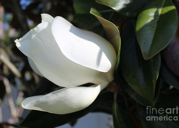 Magnolia Bloom Greeting Card featuring the photograph Magnolia Flower by Jeanne Forsythe