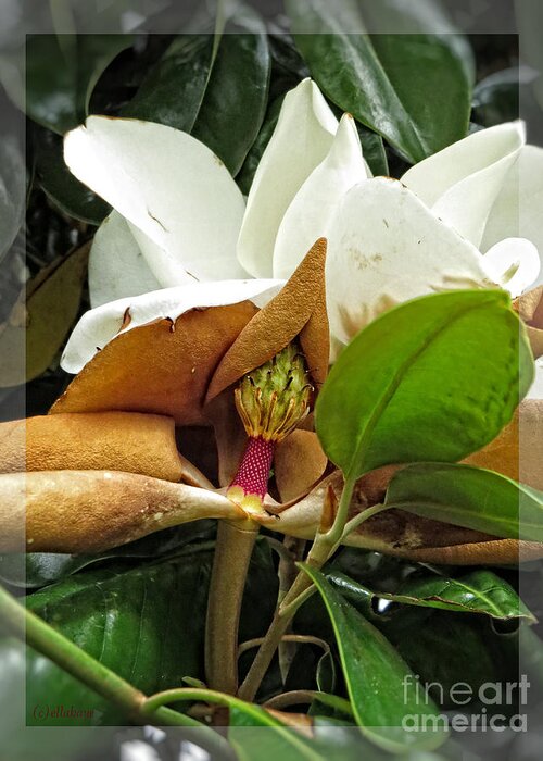 Magnolia Flower Greeting Card featuring the photograph Magnolia Flowers - Flower of Perseverance by Ella Kaye Dickey