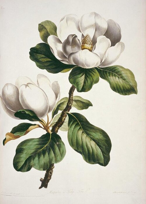 Artwork Greeting Card featuring the photograph Magnolia Flowers by Natural History Museum, London/science Photo Library