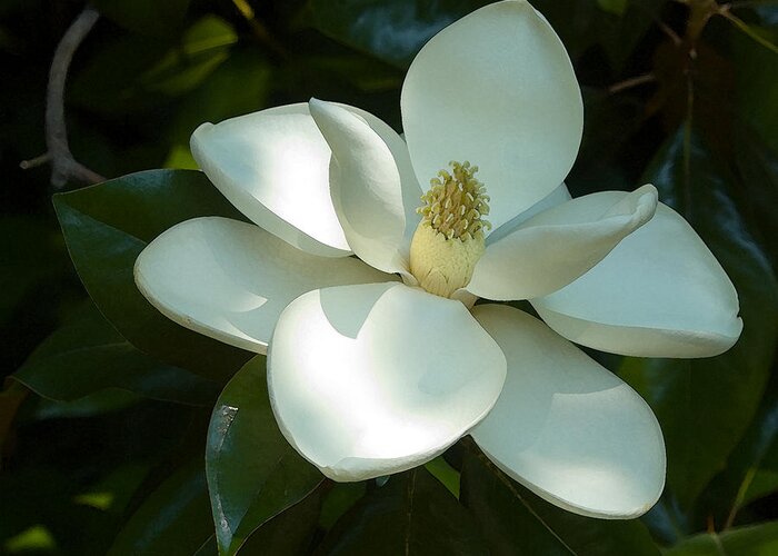 Botanical Greeting Card featuring the photograph Magnolia by Frank Tozier