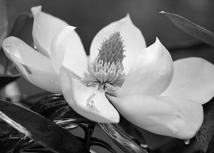 Black And White Greeting Card featuring the photograph Magnolia in May - Black and White by Suzanne Gaff