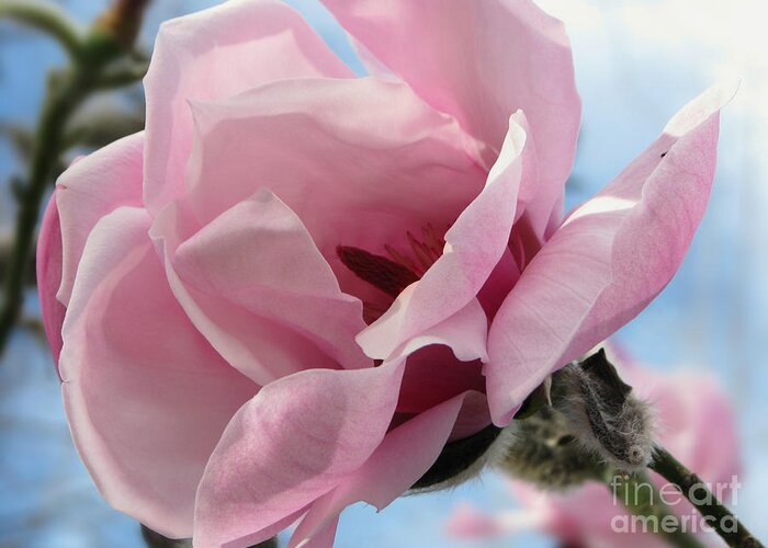 Flower Greeting Card featuring the photograph Magnolia in Spring by Jola Martysz