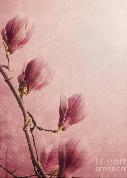 Magnolia Greeting Card featuring the photograph Magnolia on Pink background by Jelena Jovanovic