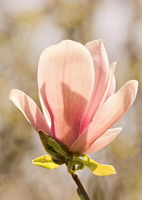 Magnolia Greeting Card featuring the photograph Magnolia Magnificence by Theo OConnor