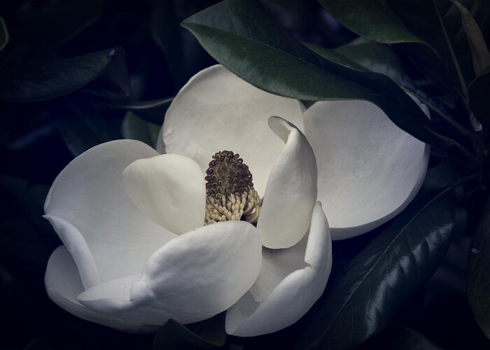 Magnolia Greeting Card featuring the photograph Magnolia by Mike Stephens