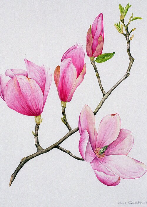 Magnolia Greeting Card featuring the painting Magnolia by Sally Crosthwaite