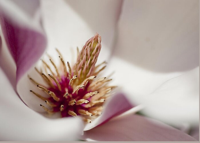 Arboretum Greeting Card featuring the photograph Magnolia by Steven Ralser