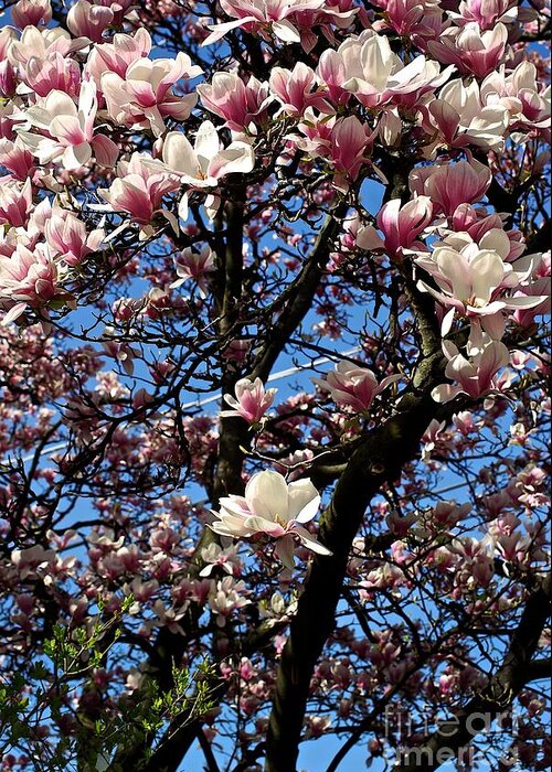 Magnolia Greeting Card featuring the photograph Magnolias by Frank J Casella
