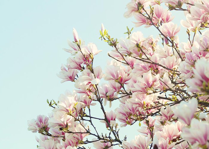 Magnolia Greeting Card featuring the photograph Magnolias by Sylvia Cook