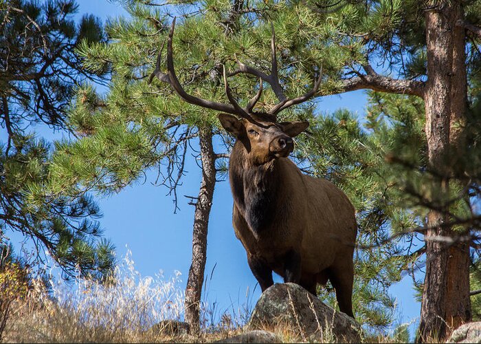 Elk Greeting Card featuring the photograph Majestic Bull Elk Stands Tall by Tony Hake