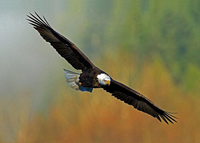 Bald Eagle Greeting Card featuring the photograph Majestic Flight by Shari Sommerfeld