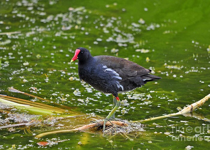 Moorhen Greeting Card featuring the photograph Majestic Moorhen by Al Powell Photography USA