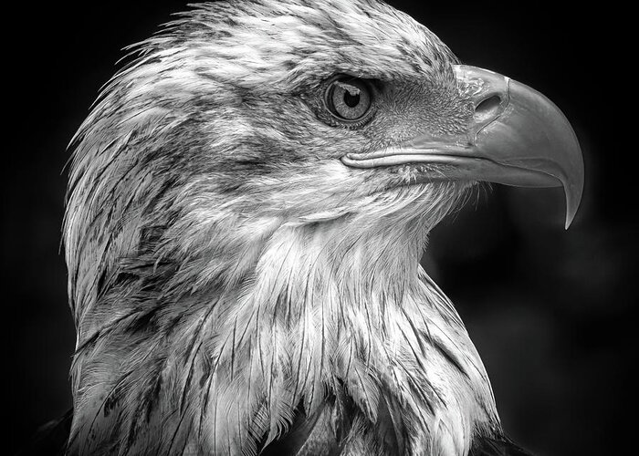 Eagle Greeting Card featuring the photograph Majestic by Peter Pfeiffer