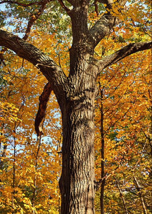 Tree Trunk Greeting Card featuring the photograph Majestree by Leda Robertson