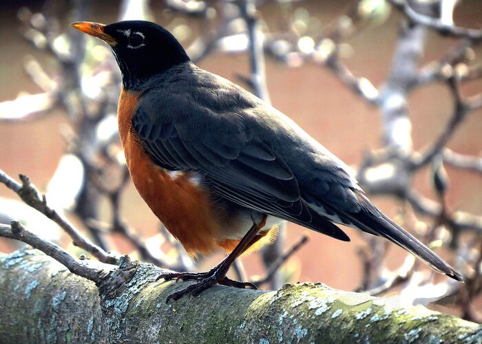 Robin Greeting Card featuring the photograph Majesty by Doug Norkum
