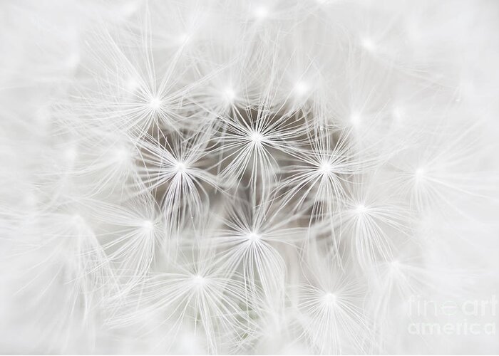 Dandelion Greeting Card featuring the photograph Make a Wish by Patty Colabuono