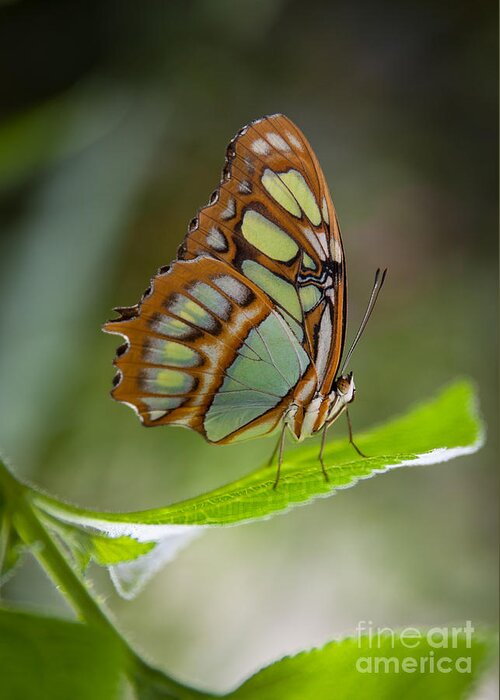 Malachite Butterflies Greeting Card for Sale by Shaun Wilkinson