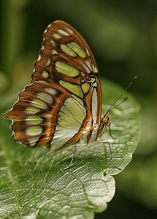 Cindi Ressler Greeting Card featuring the photograph Malachite Butterfly by Cindi Ressler
