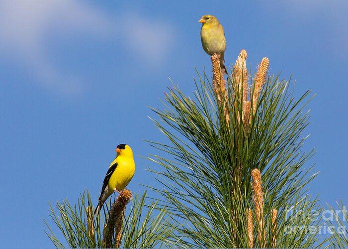 American Goldfinch Greeting Card featuring the photograph Male And Female American Goldfinches by Linda Freshwaters Arndt