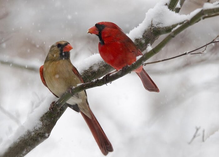 Birds Greeting Card featuring the photograph Male and Female Cardinal by Ann Bridges