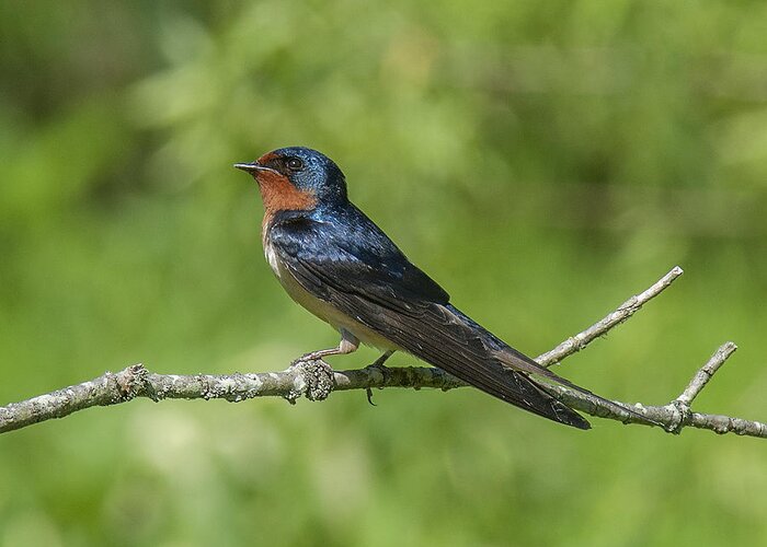 Marsh Greeting Card featuring the photograph Male Barn Swallow Hirundo rustica DSB262 by Gerry Gantt