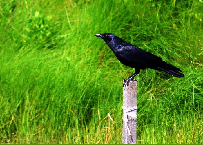 Bird Greeting Card featuring the photograph Male Boat-tailed Grackle by Mary Beth Landis