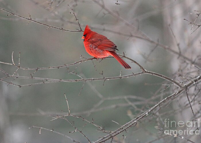 Male Cardinal Greeting Card featuring the photograph Male Cardinal 0800 by Jack Schultz