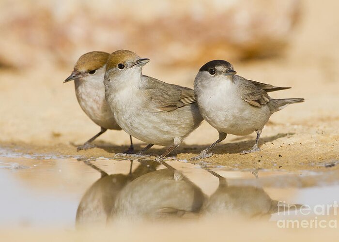 Blackcap Greeting Card featuring the photograph Male Eurasian Blackcap -Sylvia atricapilla by Eyal Bartov