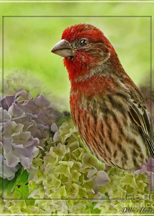 Nature Greeting Card featuring the photograph Male Finch in Hydrangesa by Debbie Portwood
