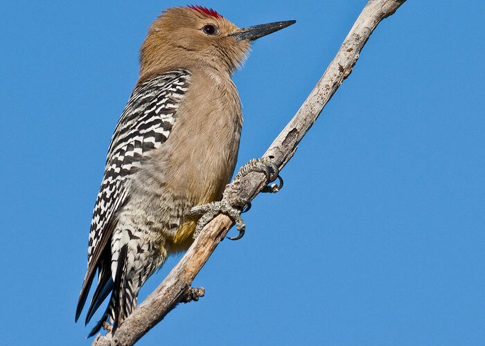 Animal Greeting Card featuring the photograph Male Gila Woodpecker by Jeff Goulden