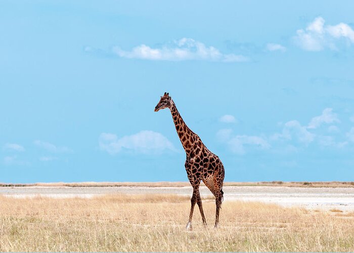Grass Greeting Card featuring the photograph Male Giraffe In Etosha by Peter Vruggink