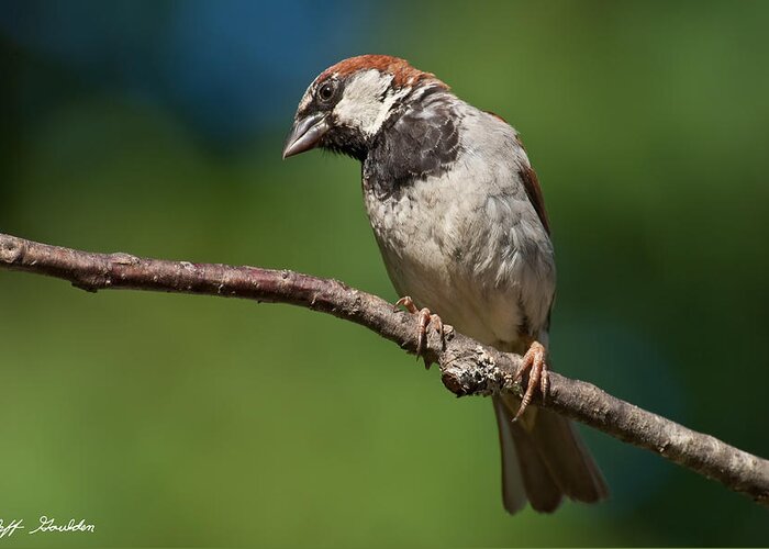 Animal Greeting Card featuring the photograph Male House Sparrow Perched in a Tree by Jeff Goulden