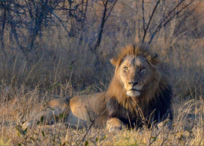 Africa Greeting Card featuring the photograph Male Lion Resting at Kruger by Jeff at JSJ Photography