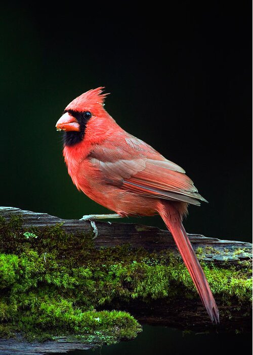 Photography Greeting Card featuring the photograph Male Northern Cardinal Cardinalis by Panoramic Images