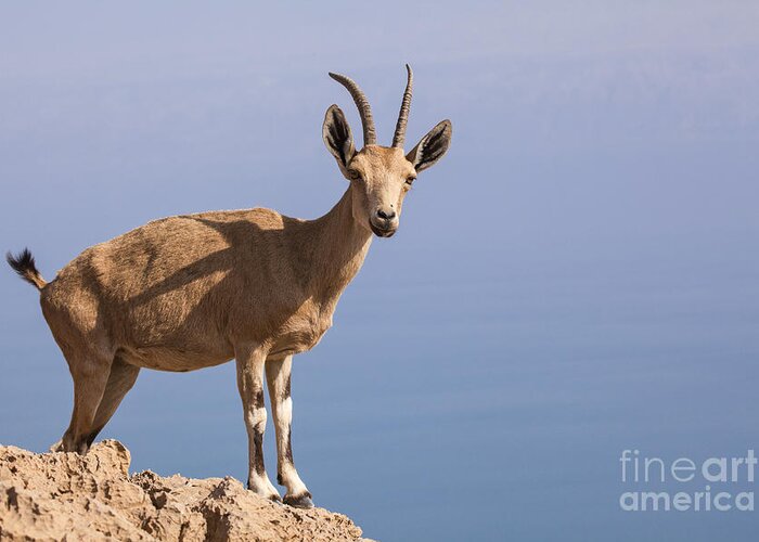 Ibex Greeting Card featuring the photograph Male Nubian Ibex 1 by Eyal Bartov