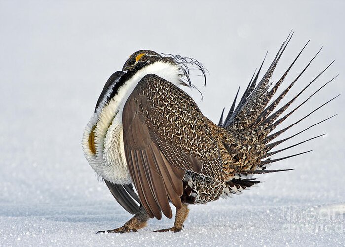 Grouse Greeting Card featuring the photograph Male Sage Grouse by Bill Singleton
